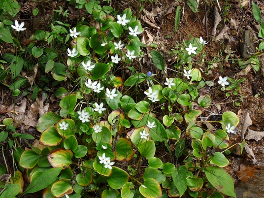 {Parnassia grandifolia}